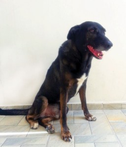 Tosko, hoje com 9 anos pelas contas 85 anos