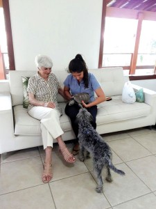 ONG-cachorros-perdidos-ONG-4